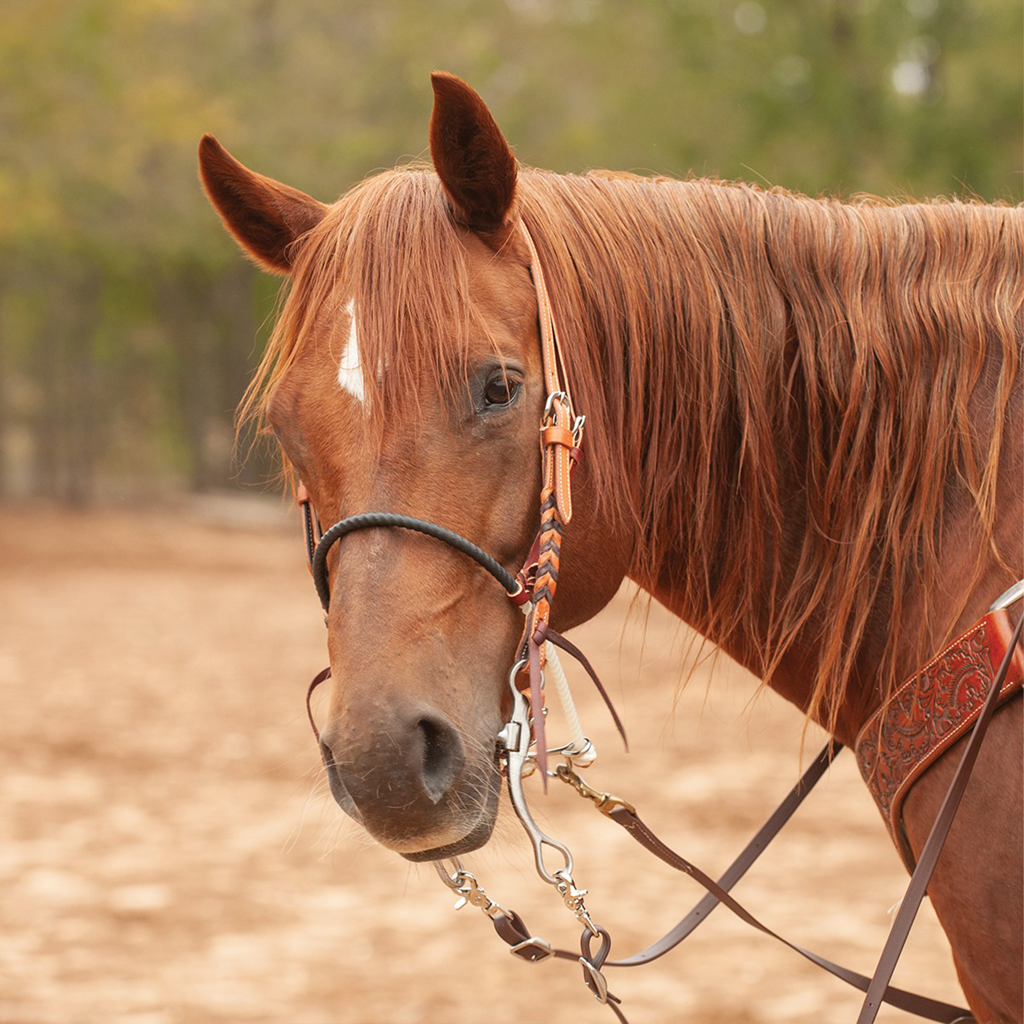 Sorrel horse with a white star wearing a Martin Saddlery black shrink wrap single rope noseband under a bridle. The black nose piece sits across the nose in an outdoor arena.