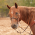 Sorrel horse with a white star wearing a Martin Saddlery black shrink wrap single rope noseband under a bridle. The black nose piece sits across the nose in an outdoor arena.