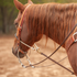 Sorrel horse with a long mane seen from behind the shoulder, ridden in a brown BioThane roping rein. The rein snaps to the bit below a leather headstall and rope noseband.