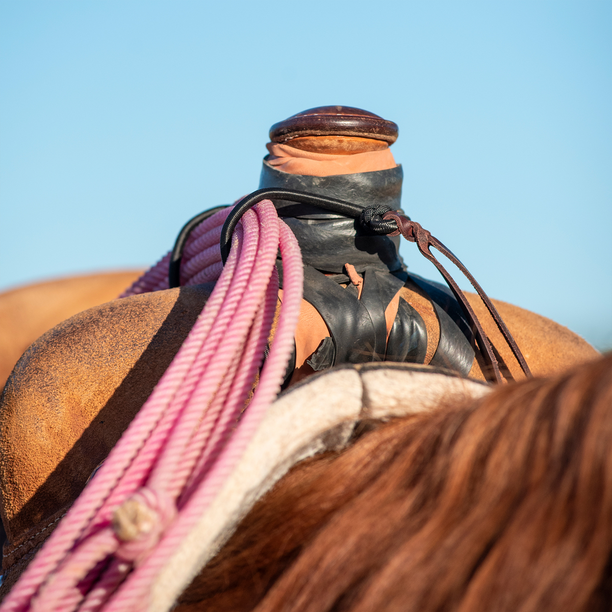 Bungee rope strap from Martin Saddlery holding a coiled pink rope against a saddle horn wrapped in rubber. The black bungee loops over the rope and ties off with a leather latigo.