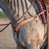 Chestnut buckstitch breastcollar worn on a gray horse with a braided mane, seen at the shoulder. The strap with white buckstitch runs from the chest up to a ring and buckle at the saddle on this Martin Saddlery breastcollar.