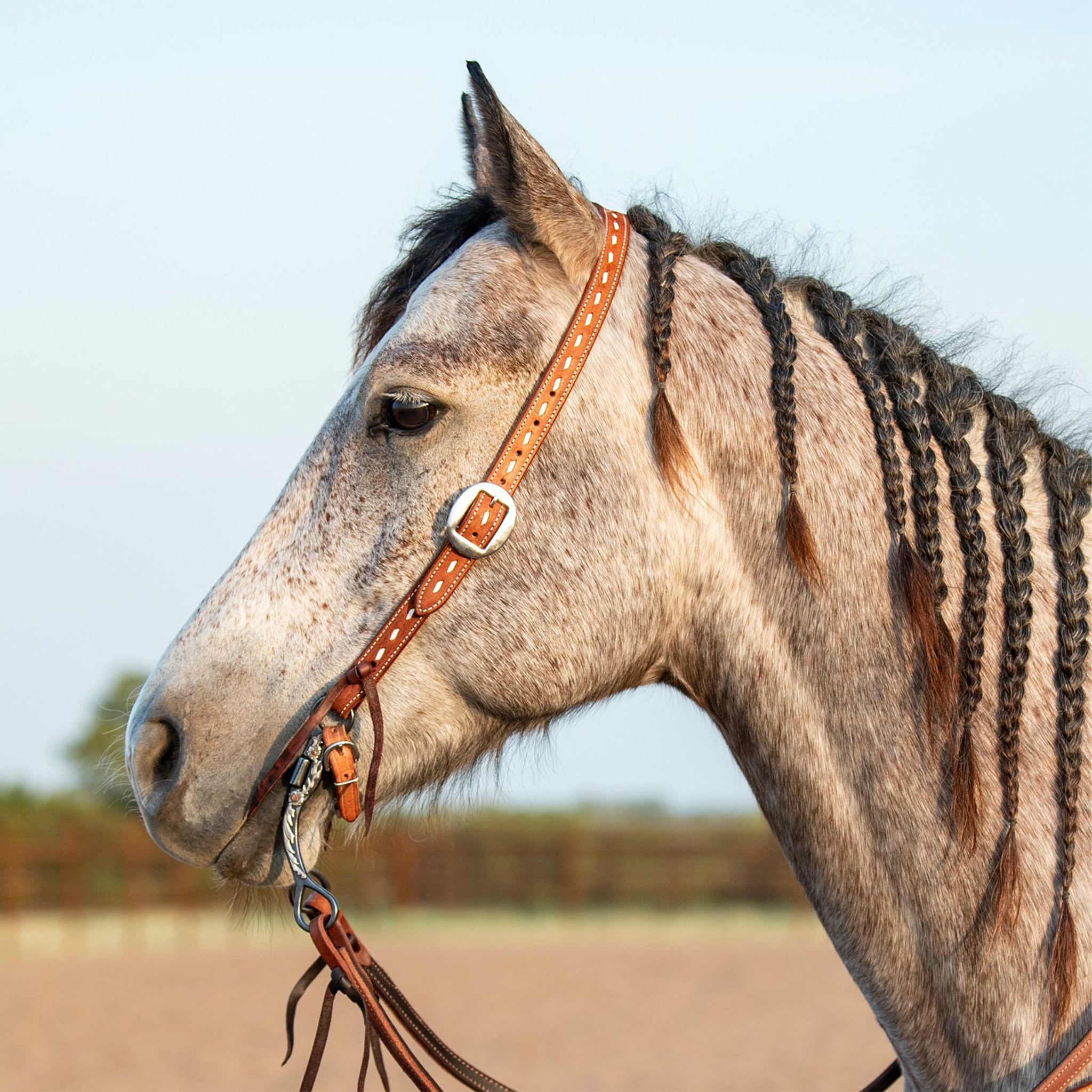 Gray horse with a braided mane wearing a Martin Saddlery chestnut buckstitched Ranahan headstall, seen in profile. White buckstitching runs down the cheek past a cart buckle to the bit.