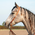 Gray horse with a braided mane wearing a Martin Saddlery chestnut buckstitched Ranahan headstall, seen in profile. White buckstitching runs down the cheek past a cart buckle to the bit.