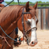 Sorrel horse with a wide blaze wearing a Martin Saddlery chocolate laced single rope noseband under a browband headstall. The laced nose piece sits across the nose in an outdoor arena.