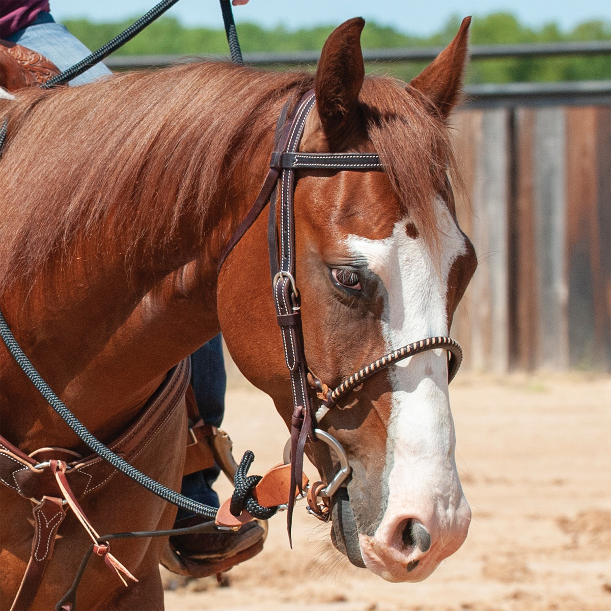Sorrel horse with a wide blaze wearing a Martin Saddlery chocolate laced single rope noseband under a browband headstall. The laced nose piece sits across the nose in an outdoor arena.