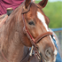 Red roan horse with a blaze wearing a leather noseband under a browband headstall, with a rider behind. White stitching edges the dark noseband across the nose.