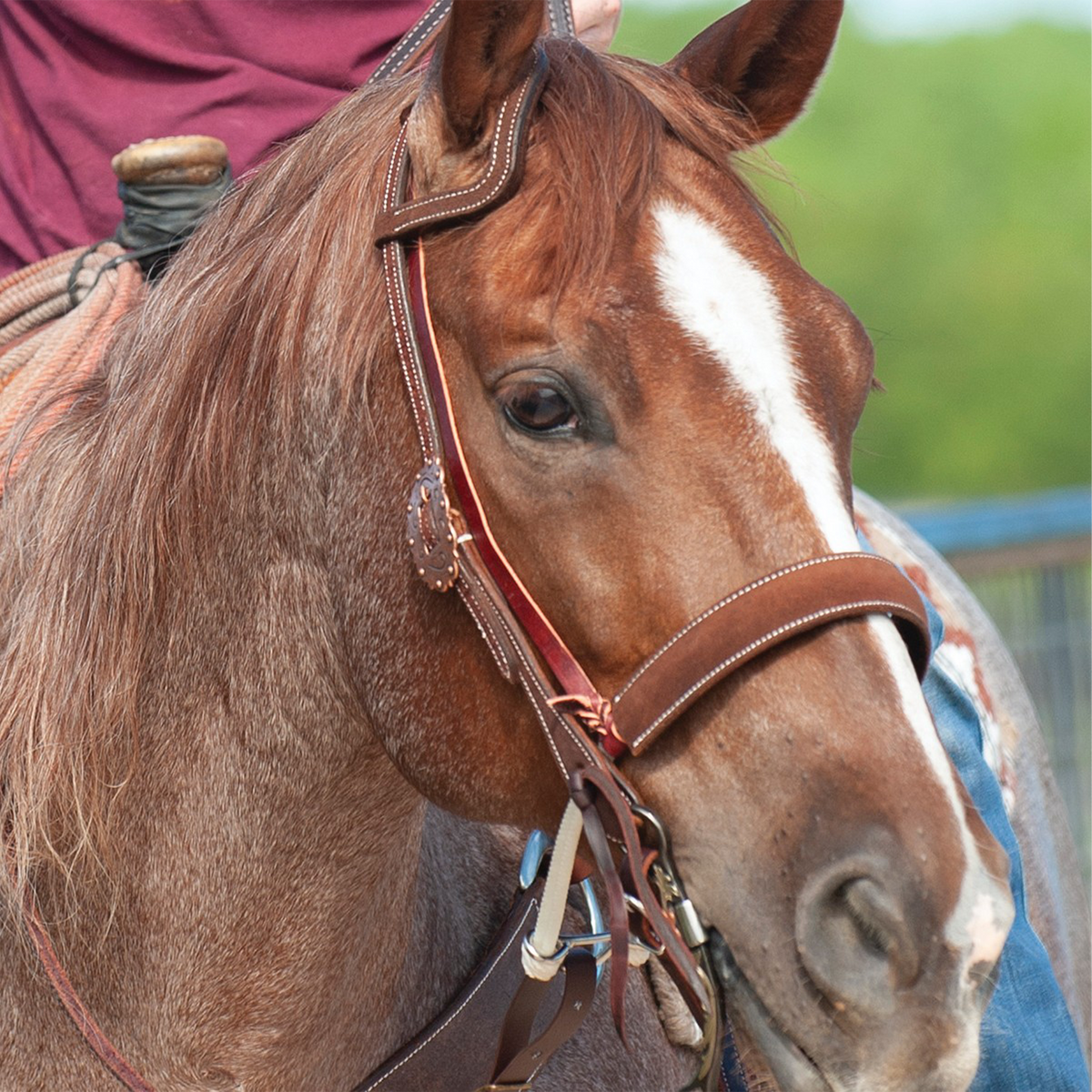 Red roan horse with a blaze wearing a leather noseband under a browband headstall, with a rider behind. White stitching edges the dark noseband across the nose.