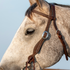 Chocolate roughout headstall seen up close on a gray horse's face. White stitching lines the browband and cheek, and a cart buckle sits beside the eye on this Martin Saddlery headstall.