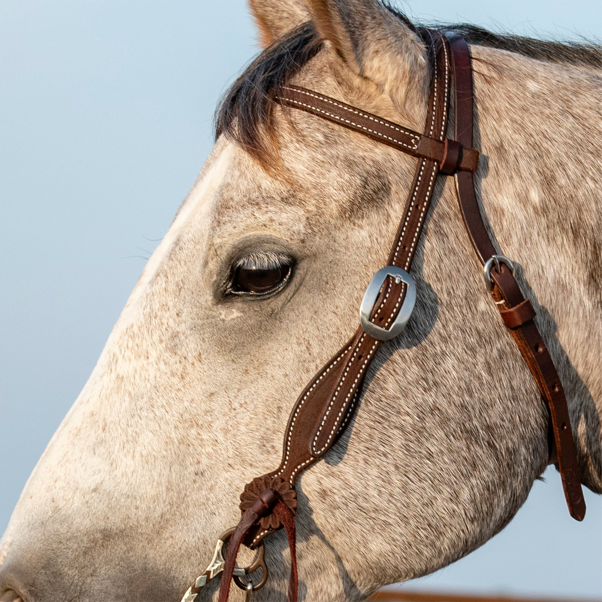 Chocolate roughout headstall seen up close on a gray horse's face. White stitching lines the browband and cheek, and a cart buckle sits beside the eye on this Martin Saddlery headstall.