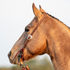 Buckskin horse in profile wearing a Martin Saddlery chocolate roughout split ear headstall. The Salinas buckle sits on the cheek below the eye, and latigo ties hold the bit.
