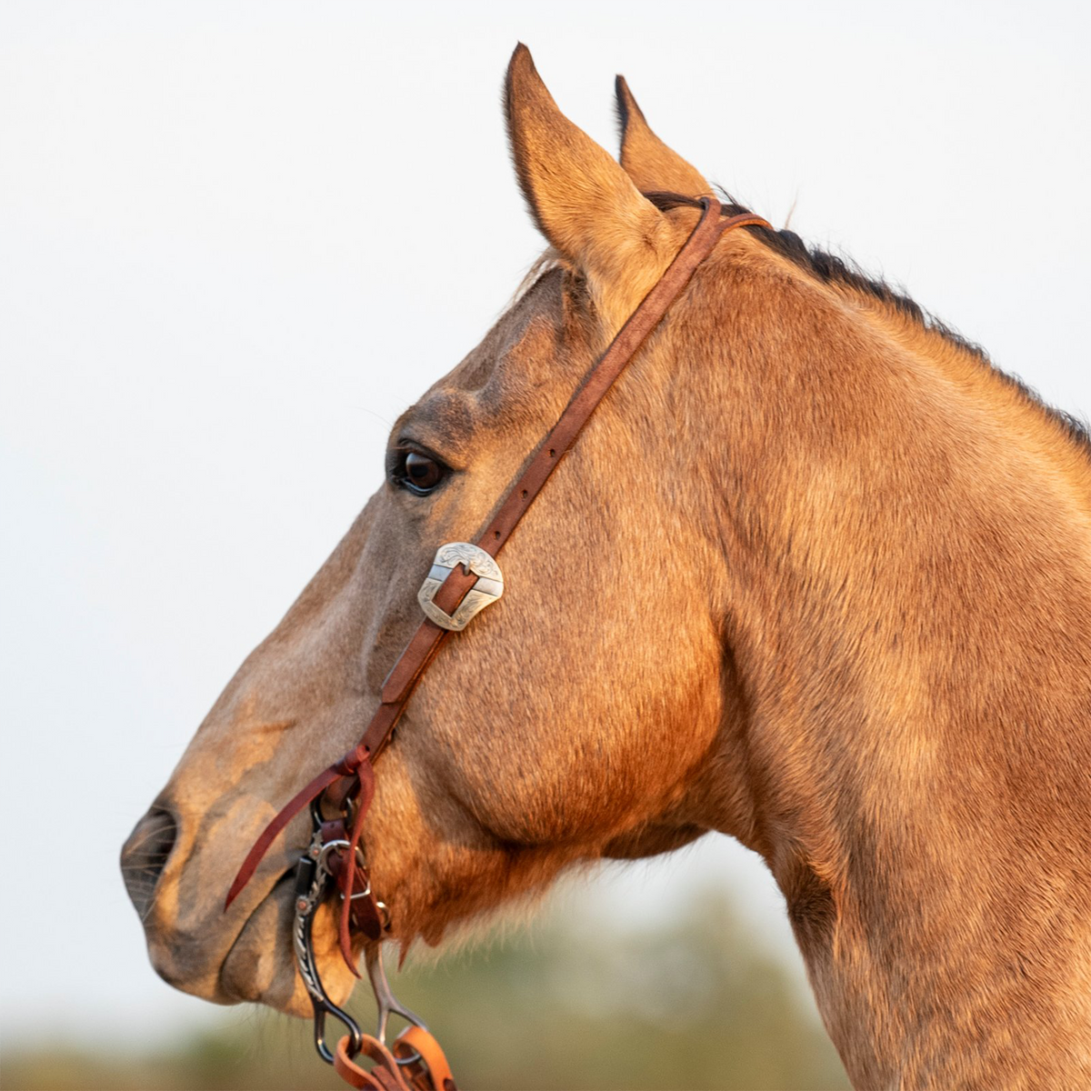 Buckskin horse in profile wearing a Martin Saddlery chocolate roughout split ear headstall. The Salinas buckle sits on the cheek below the eye, and latigo ties hold the bit.