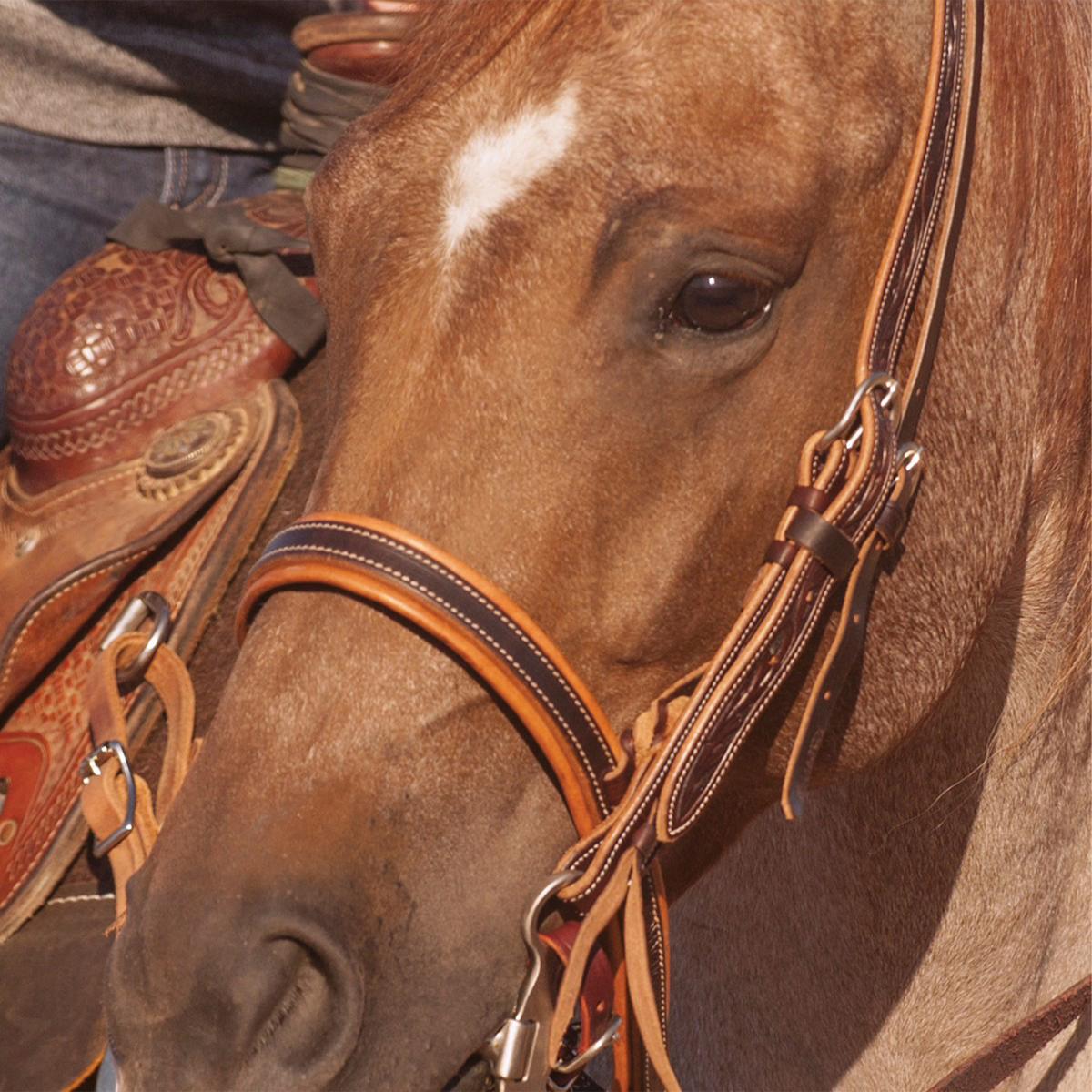 Red roan horse seen up close wearing a Martin Saddlery chocolate stitched harness noseband. The dark leather center with white stitching sits on a lighter leather lining across the nose.