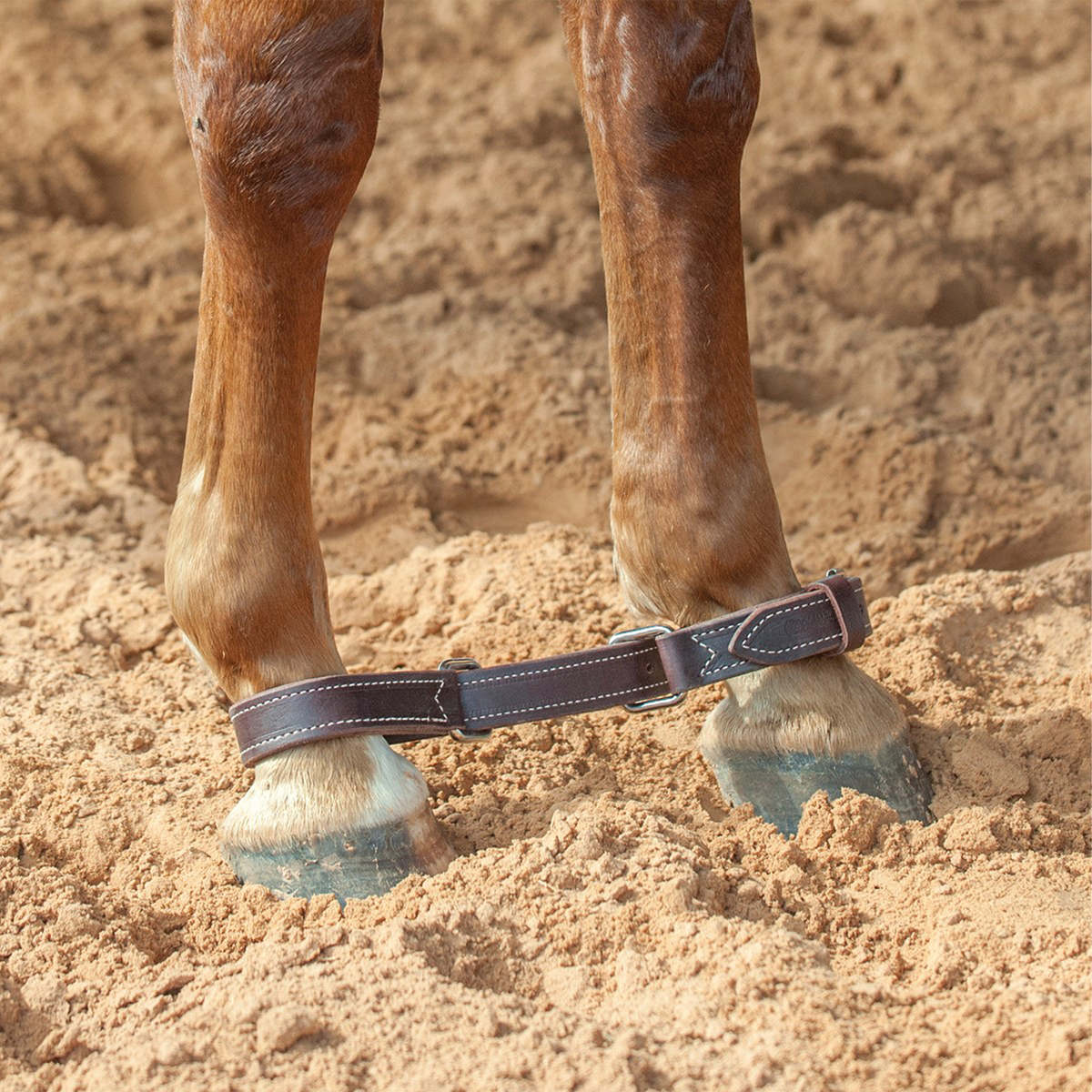 Double-stitched latigo hobbles from Martin Saddlery buckled around a horse's front pasterns in arena sand. White stitching runs along the dark leather straps.