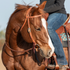 Harness leather browband headstall from Martin Saddlery on a sorrel horse with a rider in the saddle. The browband crosses below the ears and the cheek buckle sits beside the eye.