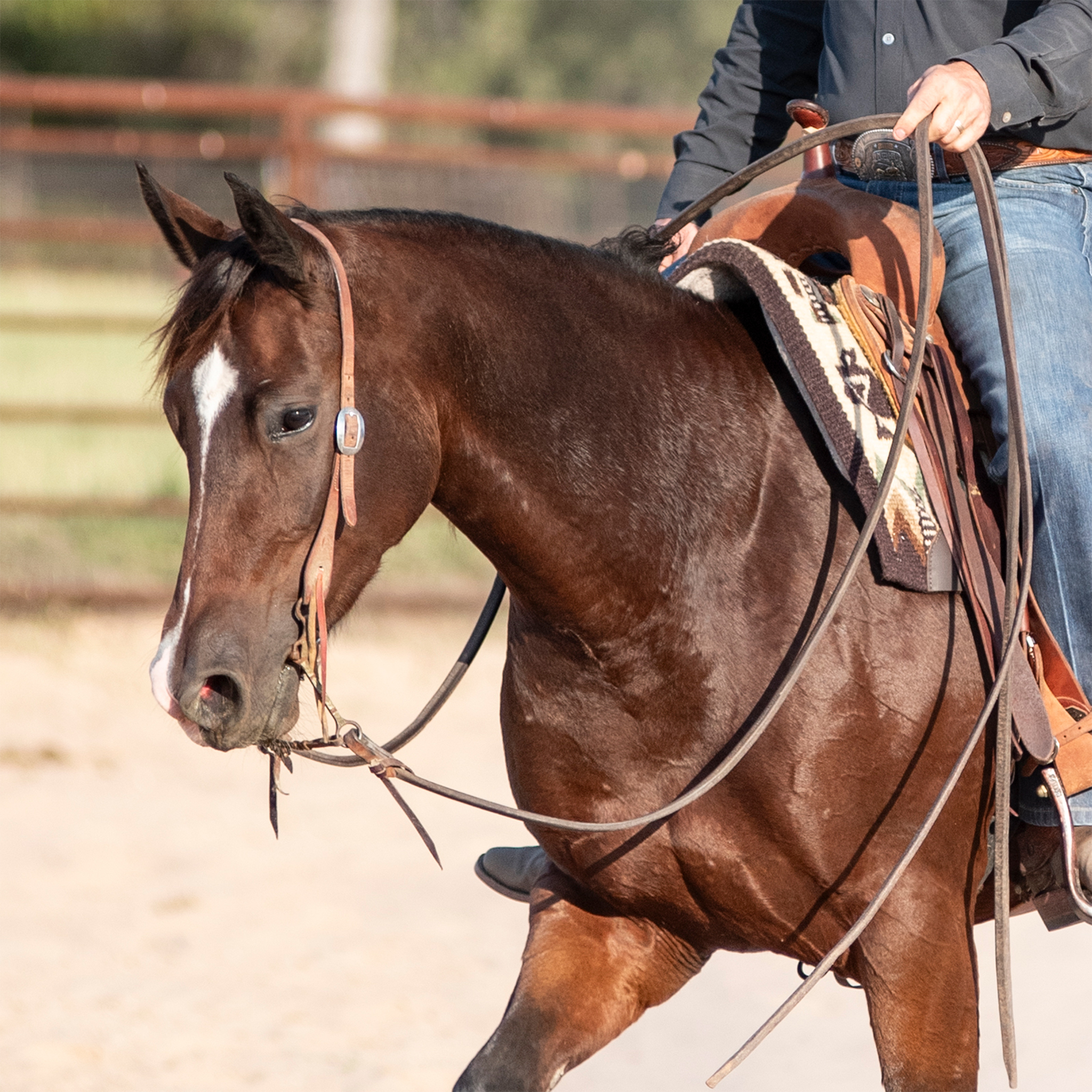 Bay horse with a white blaze wearing a Martin Saddlery harness leather split ear headstall, ridden in an outdoor arena. Natural leather runs down the cheek to a cart buckle and bit ties.