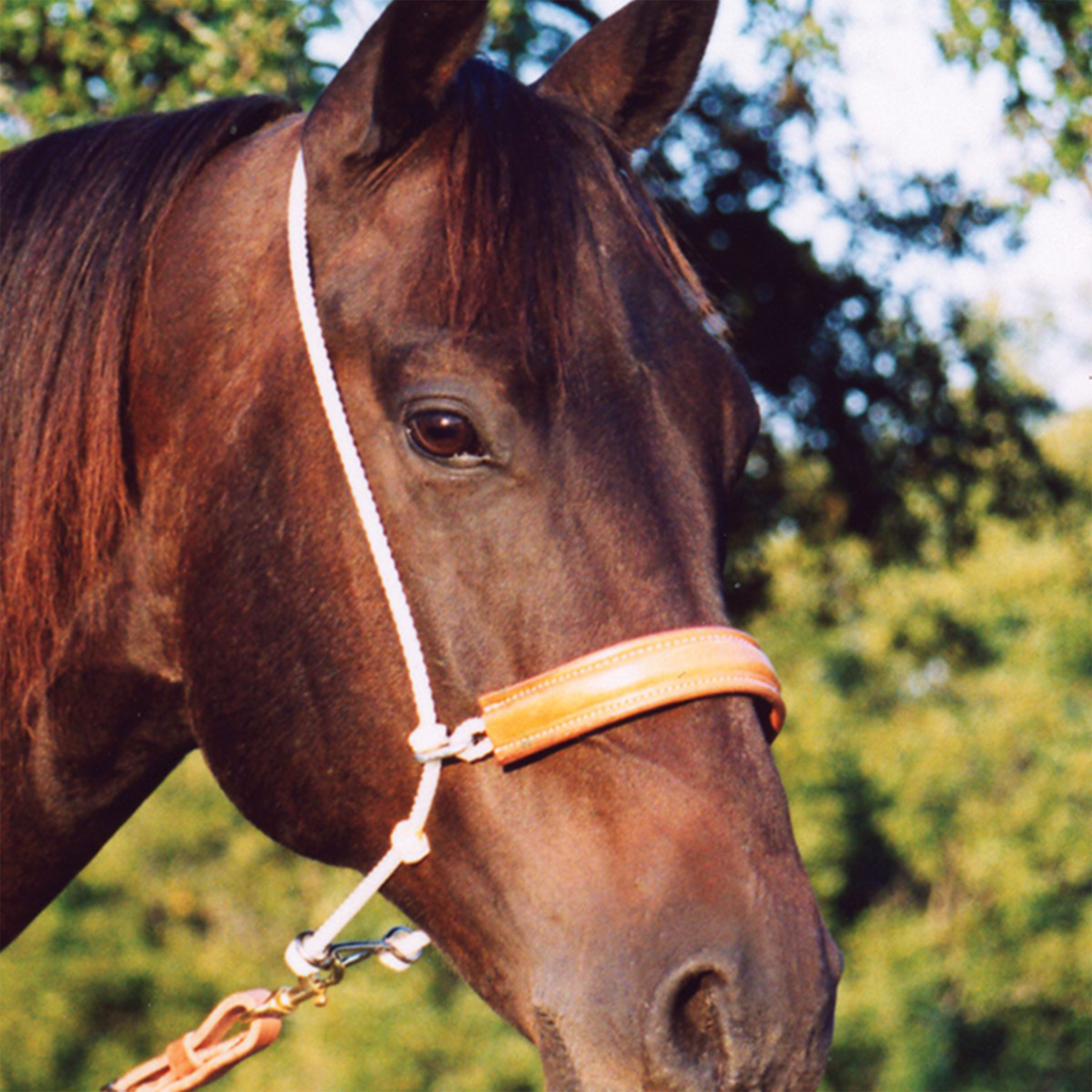Dark bay horse wearing a Martin Saddlery headsetter tie-down with a leather nose, with trees behind. White rope runs over the poll to the leather-covered noseband, and a tiedown strap clips on below.