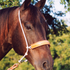 Dark bay horse wearing a Martin Saddlery headsetter tie-down with a leather nose, with trees behind. White rope runs over the poll to the leather-covered noseband, and a tiedown strap clips on below.
