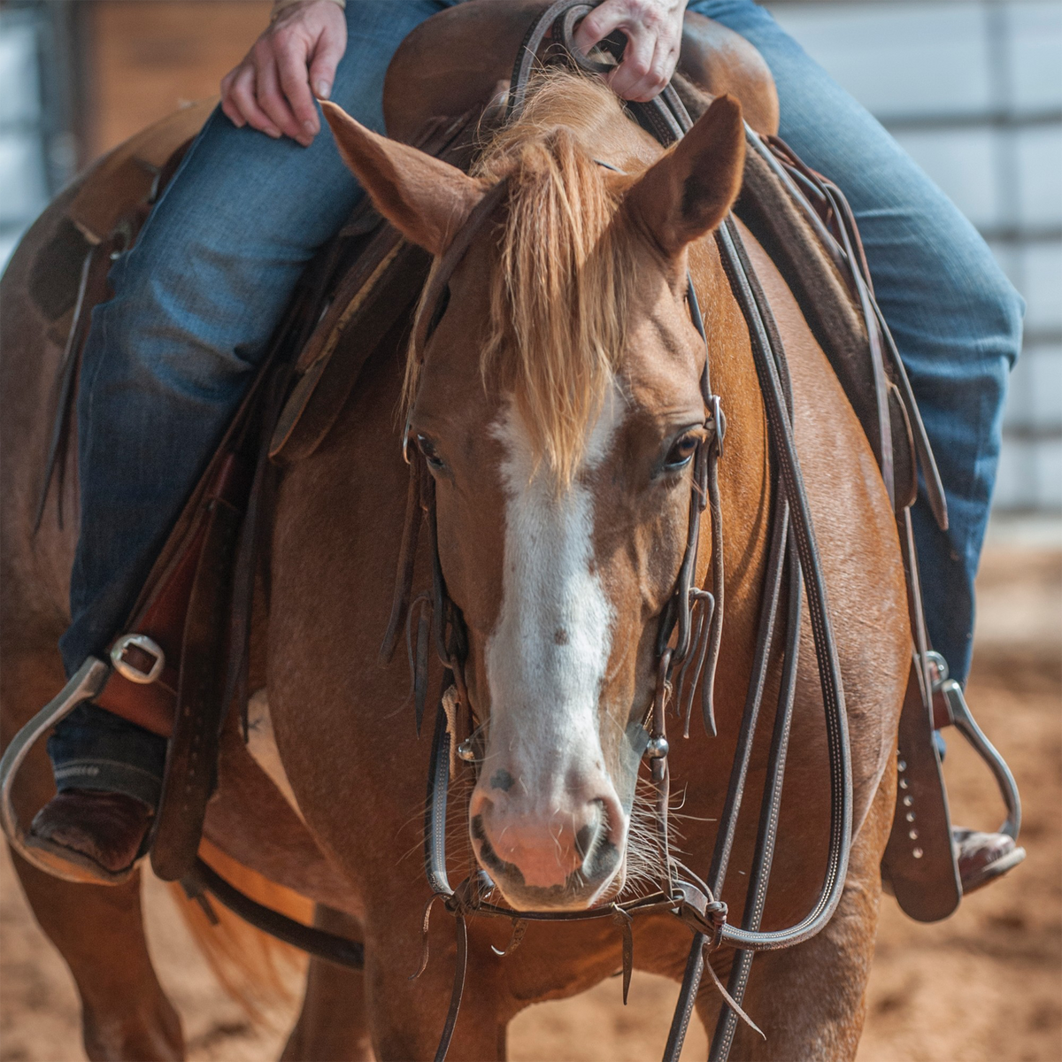 Sorrel horse with a blaze seen head on, ridden in heavy latigo split reins that hang down both sides of the neck. The rider holds the dark reins above the saddle horn in an arena.