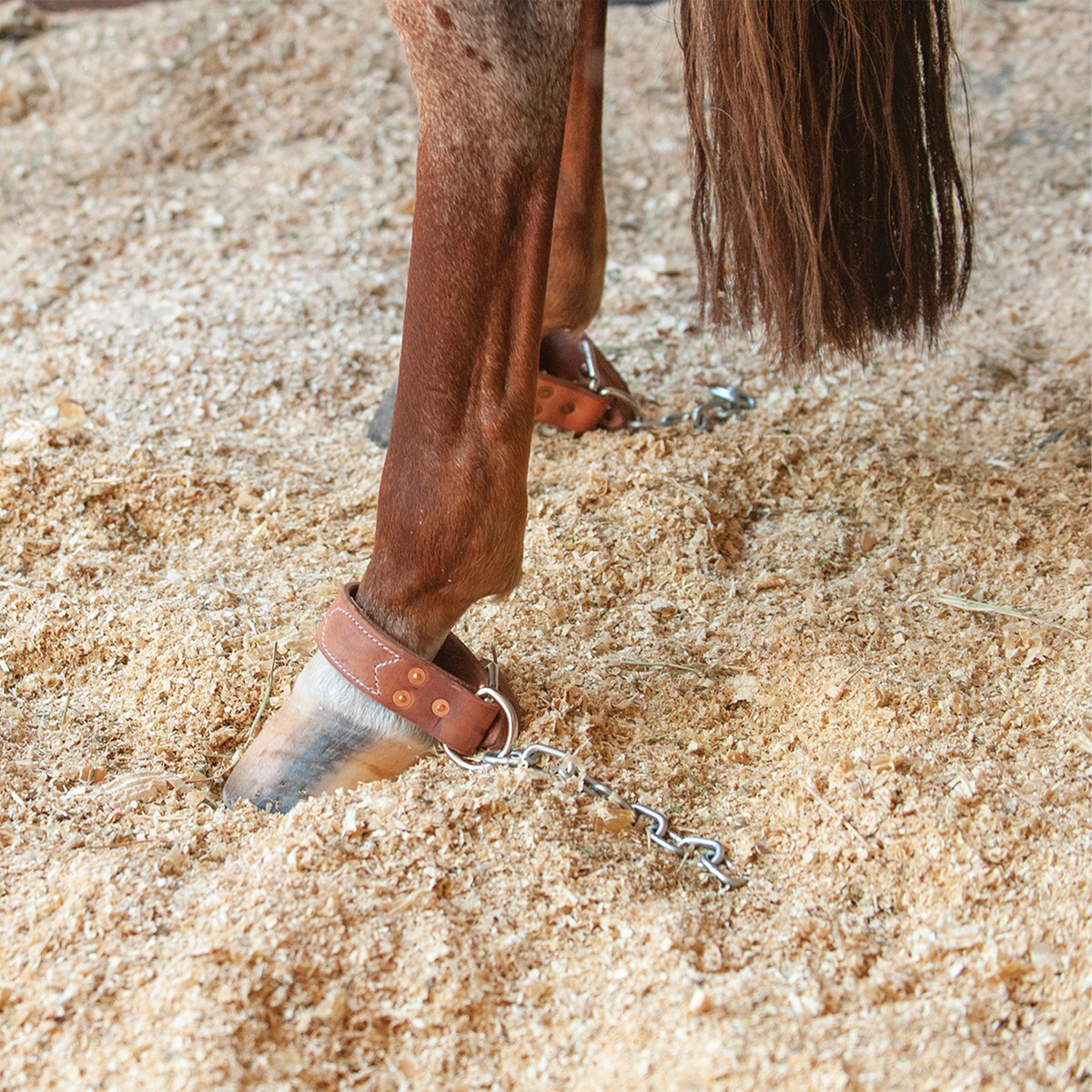 Horse's hind leg in stall shavings wearing a Martin Saddlery kick chain. A leather strap buckles around the pastern, with a short chain trailing from its ring.