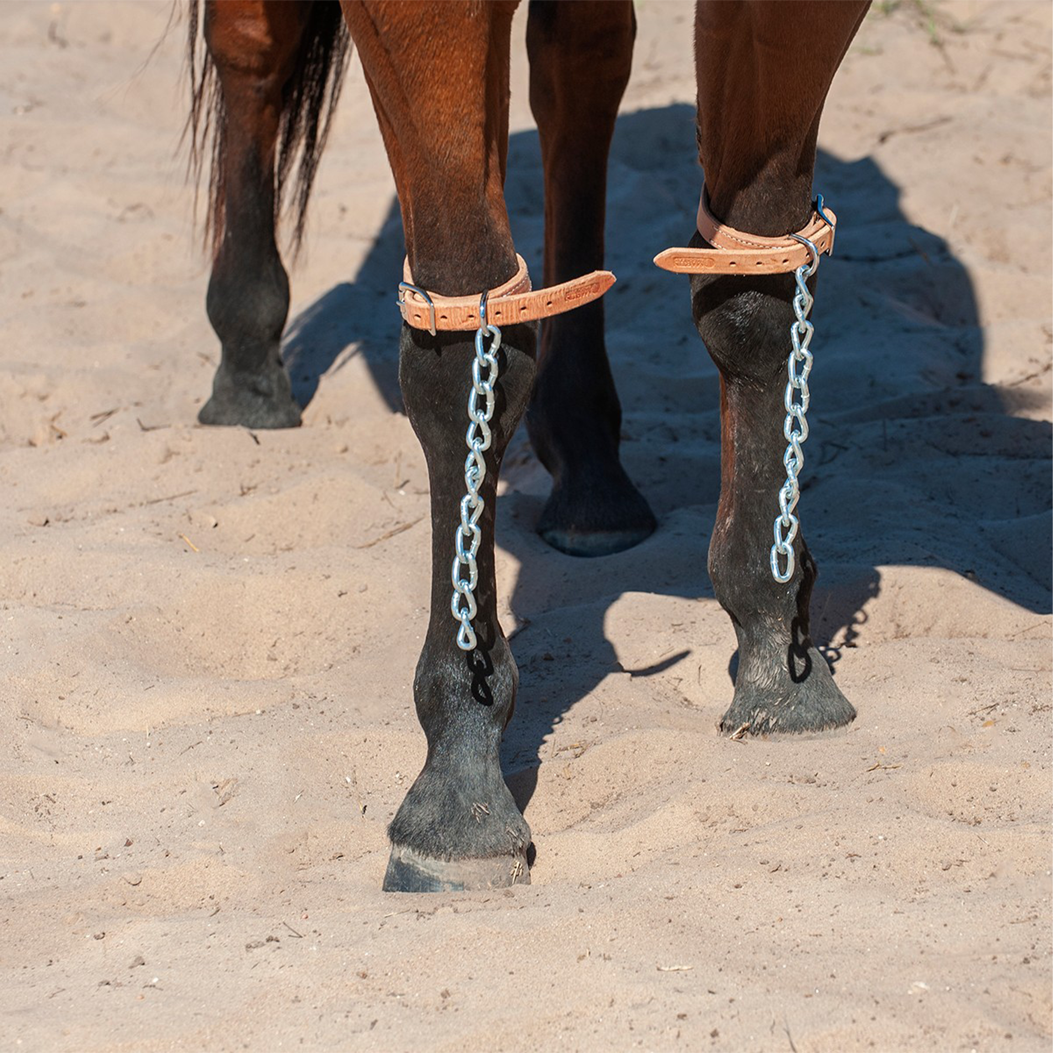 Pawing chains from Martin Saddlery buckled above a bay horse's knees as it stands in sand. A chain hangs down the front of each leg from the leather strap.