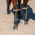 Pawing chains from Martin Saddlery buckled above a bay horse's knees as it stands in sand. A chain hangs down the front of each leg from the leather strap.