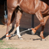 Sorrel horse wearing sideline hobbles from Martin Saddlery, with a rope running from a front pastern strap to a hind pastern strap. The horse steps along a barn wall on dirt.