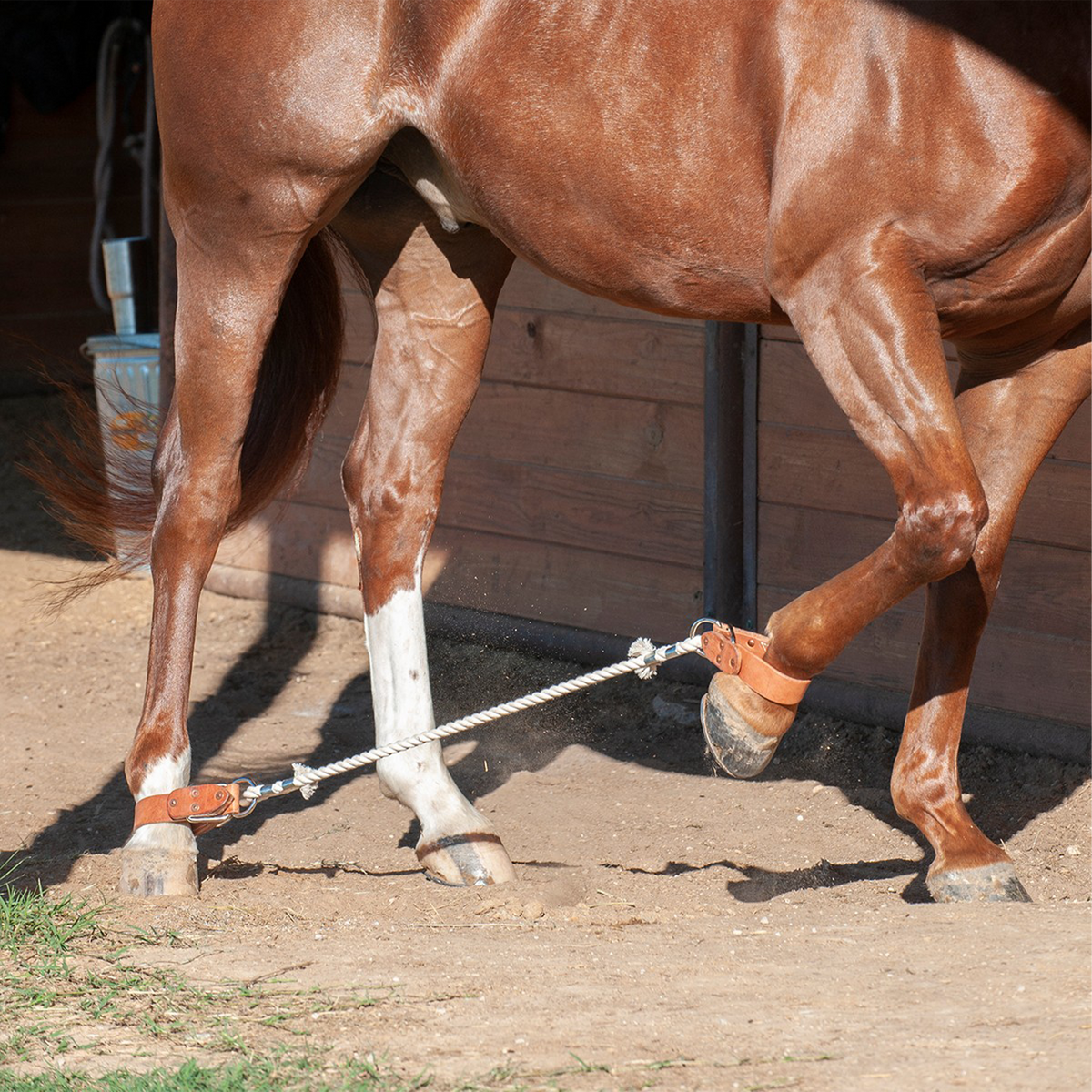Sorrel horse wearing sideline hobbles from Martin Saddlery, with a rope running from a front pastern strap to a hind pastern strap. The horse steps along a barn wall on dirt.