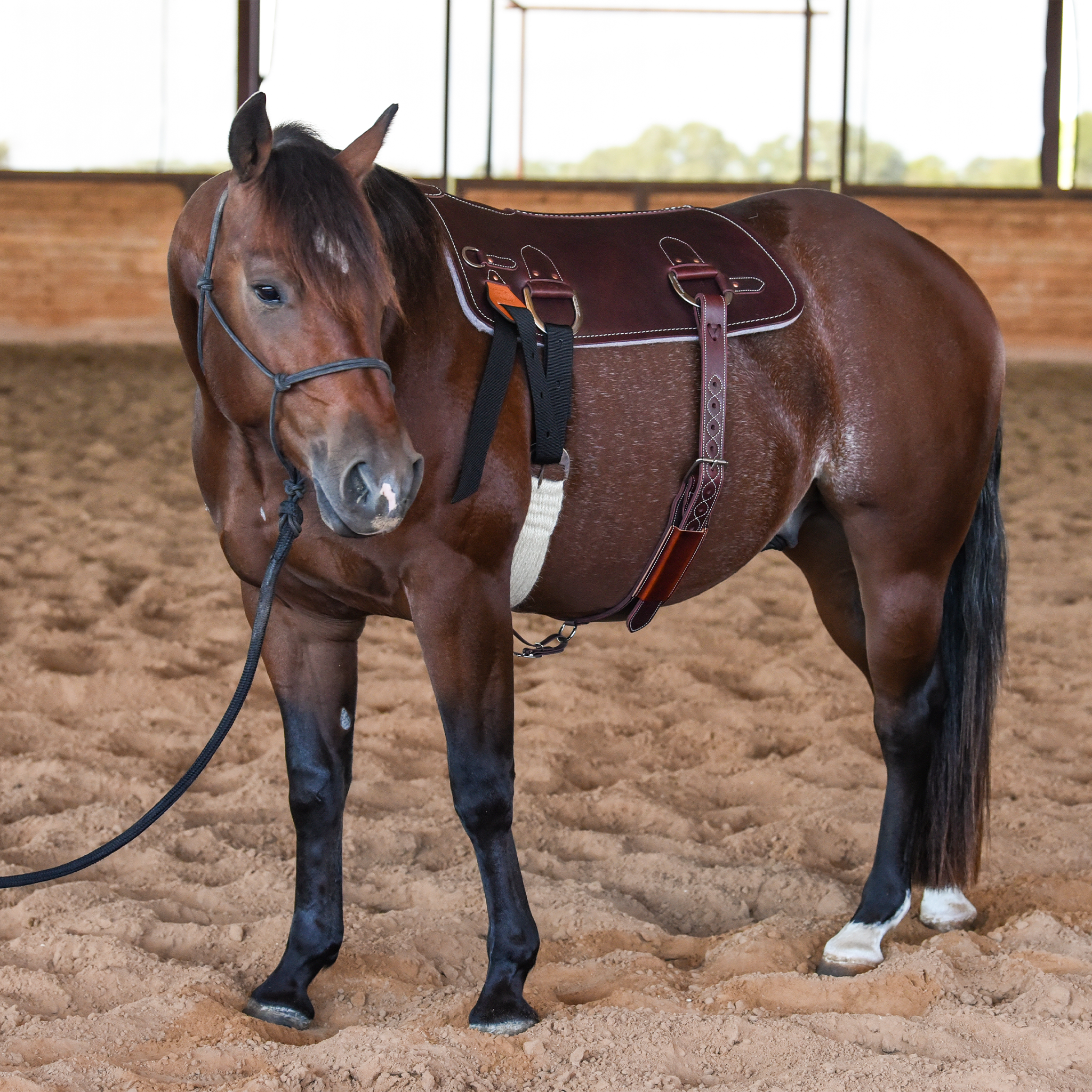 Bay horse standing in a covered arena wearing a Martin Saddlery training pad cinched in place of a saddle. The latigo covered pad sits on its back with a cinch and stitched billet.