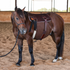 Bay horse standing in a covered arena wearing a Martin Saddlery training pad cinched in place of a saddle. The latigo covered pad sits on its back with a cinch and stitched billet.