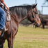 Natural harness leather browband headstall from Martin Saddlery on a bay horse, with a rider in the saddle. The horse stands in profile on grass as the reins run back to the rider's hand.