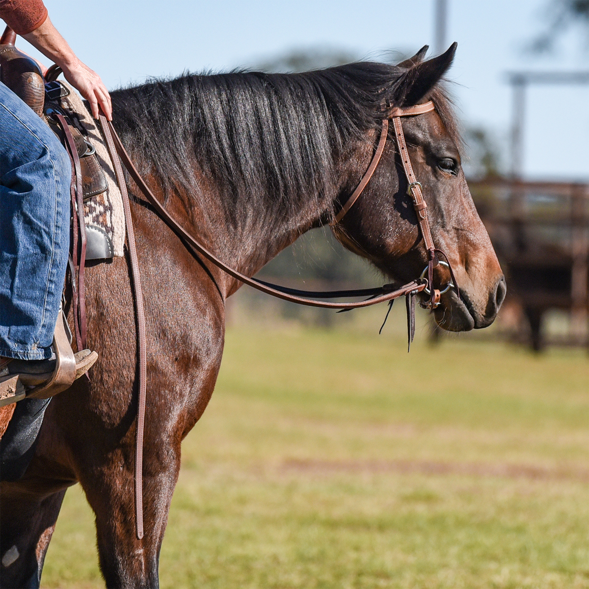 Natural harness leather browband headstall from Martin Saddlery on a bay horse, with a rider in the saddle. The horse stands in profile on grass as the reins run back to the rider's hand.