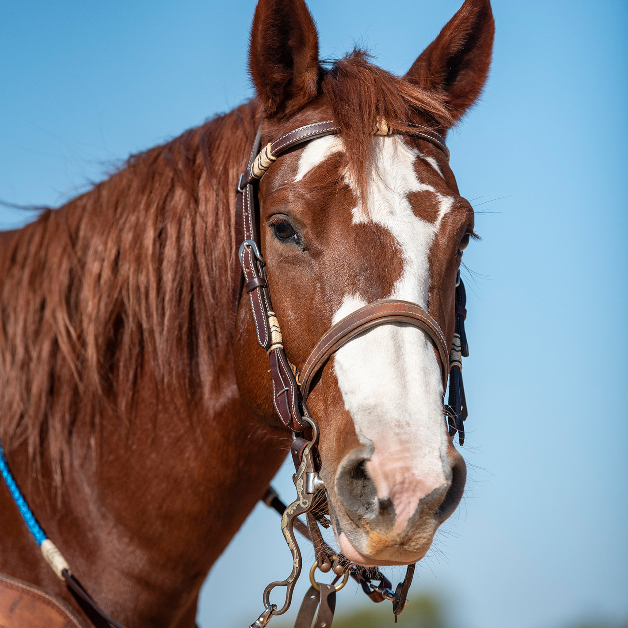 Sorrel horse with a wide blaze wearing a Martin Saddlery stitched harness noseband under a browband headstall, against a blue sky. The wide leather nose piece sits across the nose.