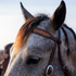 Natural tooled browband with chocolate-framed edges, seen up close on a gray horse's forehead. Floral scroll tooling runs along the browband of this Martin Saddlery headstall, above a cart buckle on the cheek.