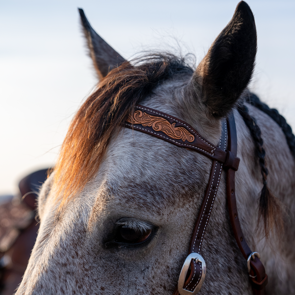 Natural tooled browband with chocolate-framed edges, seen up close on a gray horse's forehead. Floral scroll tooling runs along the browband of this Martin Saddlery headstall, above a cart buckle on the cheek.