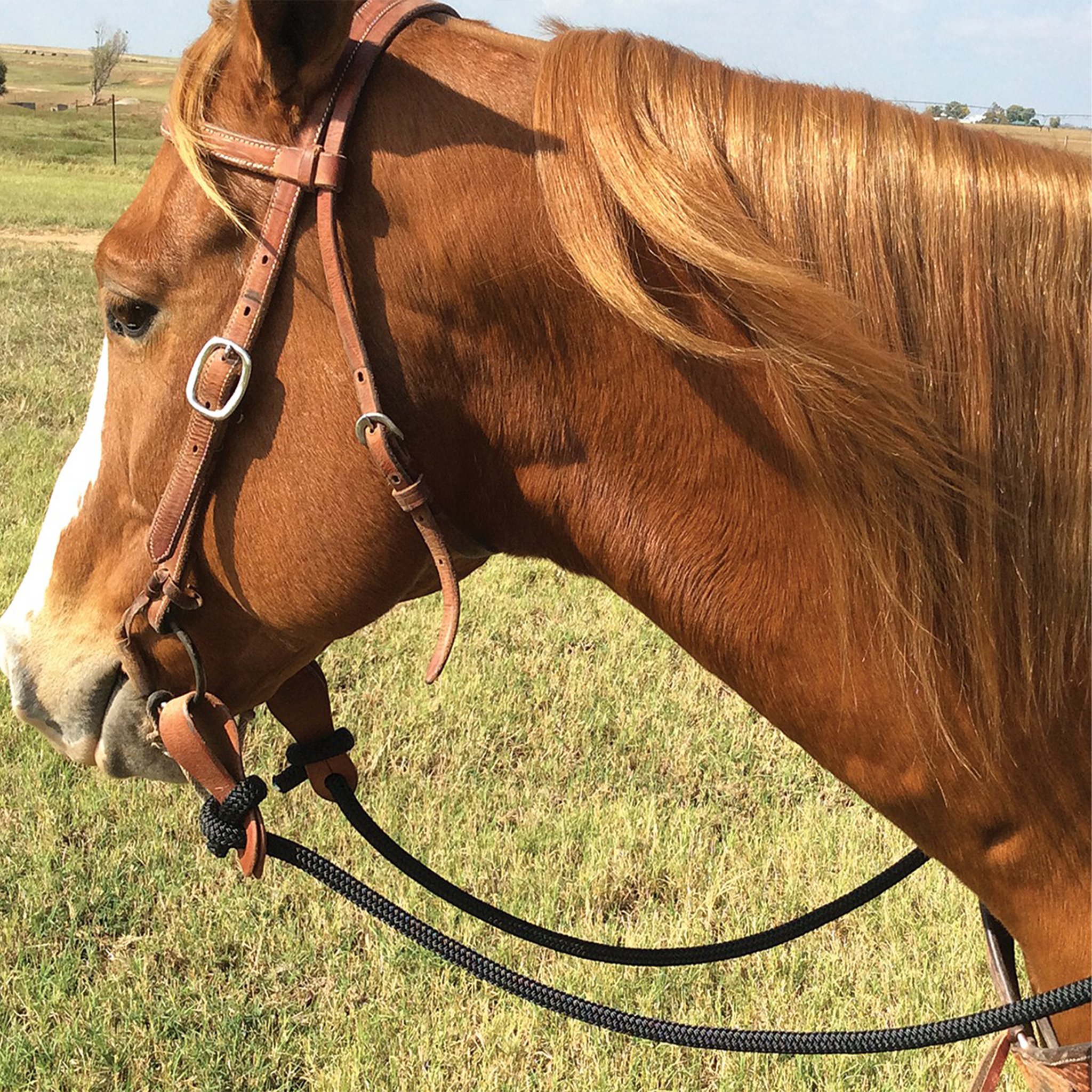 Sorrel horse with a flaxen mane wearing a Phil Haugen braided rope rein on a leather headstall, standing in a pasture. The black rope rein attaches to the bit with leather slobber straps.