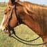 Sorrel horse with a flaxen mane wearing a Phil Haugen braided rope rein on a leather headstall, standing in a pasture. The black rope rein attaches to the bit with leather slobber straps.