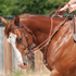 Sorrel horse with a blaze ridden in a Phil Haugen martingale split rein, with the rider's hands lifting the reins. Braided rope runs from the leather reins through the bit toward the cinch.