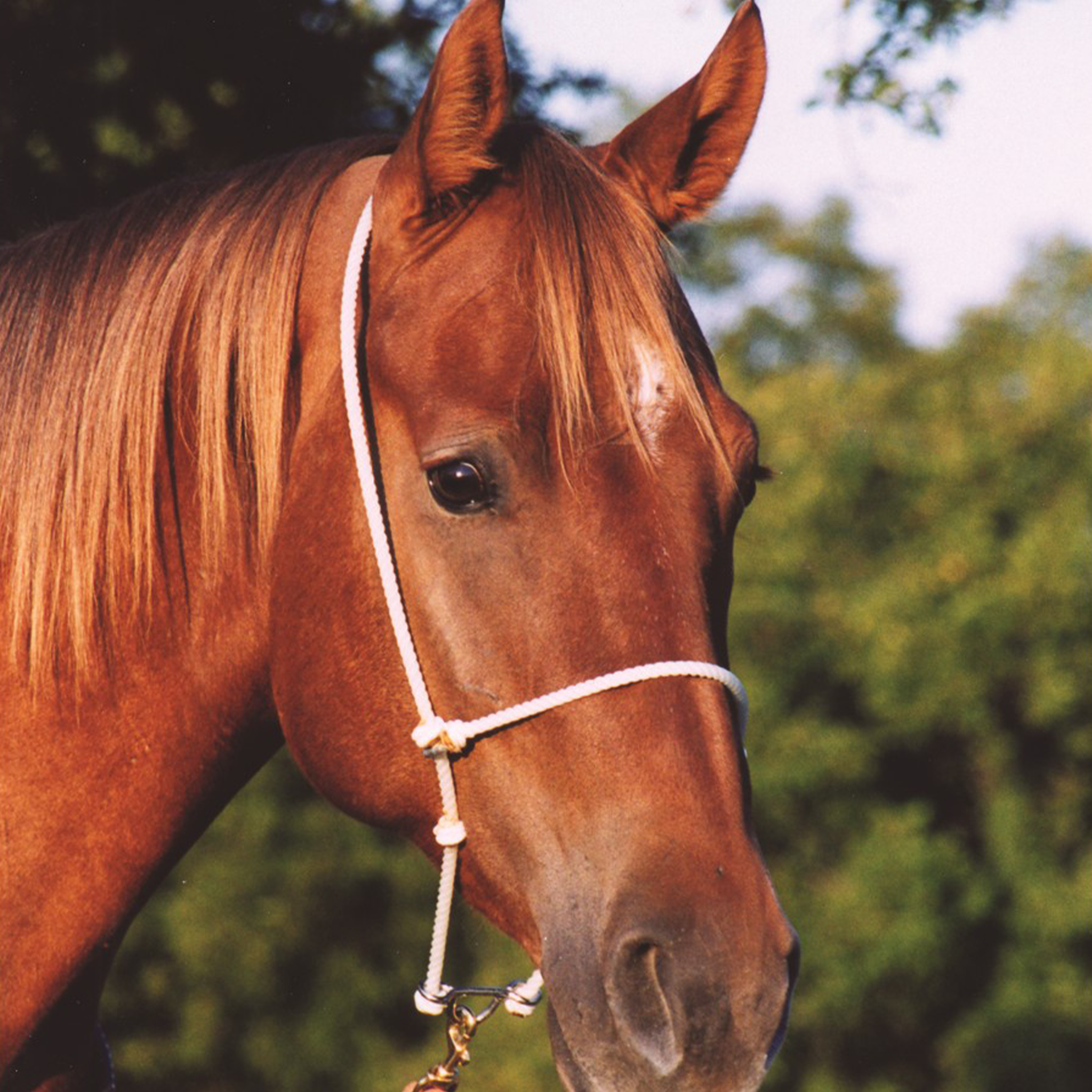 Sorrel horse wearing a white rope headsetter tie-down from Martin Saddlery, with trees behind. The rope runs over the poll and across the nose, knotted at the cheek.