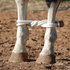 White rope hobbles from Martin Saddlery fastened around a horse's front legs on red dirt. The twisted rope crosses between the legs and closes with a brown button knot.