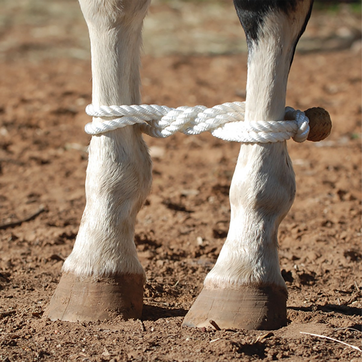 White rope hobbles from Martin Saddlery fastened around a horse's front legs on red dirt. The twisted rope crosses between the legs and closes with a brown button knot.