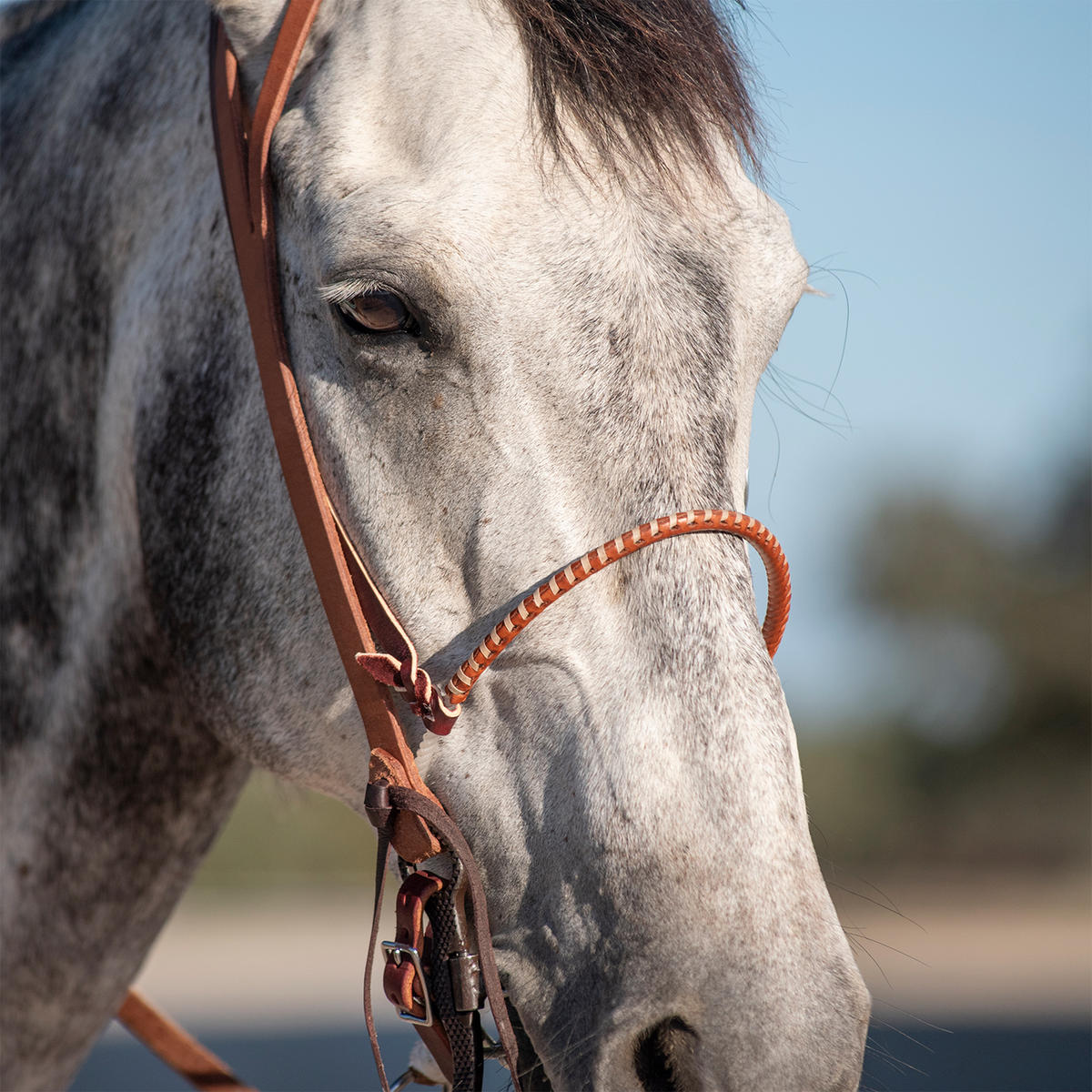 Dapple gray horse wearing a Martin Saddlery single rope noseband with a laced harness leather cover. The noseband sits across the nose and ties into the headstall at the cheek.