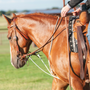 Sorrel horse ridden in a string martingale from Martin Saddlery, seen from the side in a pasture. White cord runs from the reins down toward the cinch below a leather headstall.