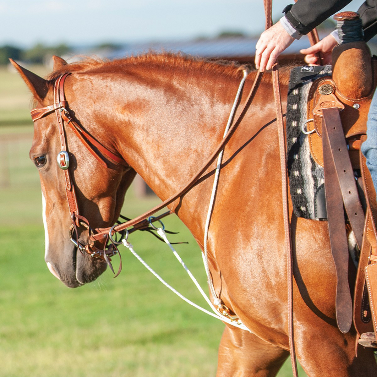 Sorrel horse ridden in a string martingale from Martin Saddlery, seen from the side in a pasture. White cord runs from the reins down toward the cinch below a leather headstall.