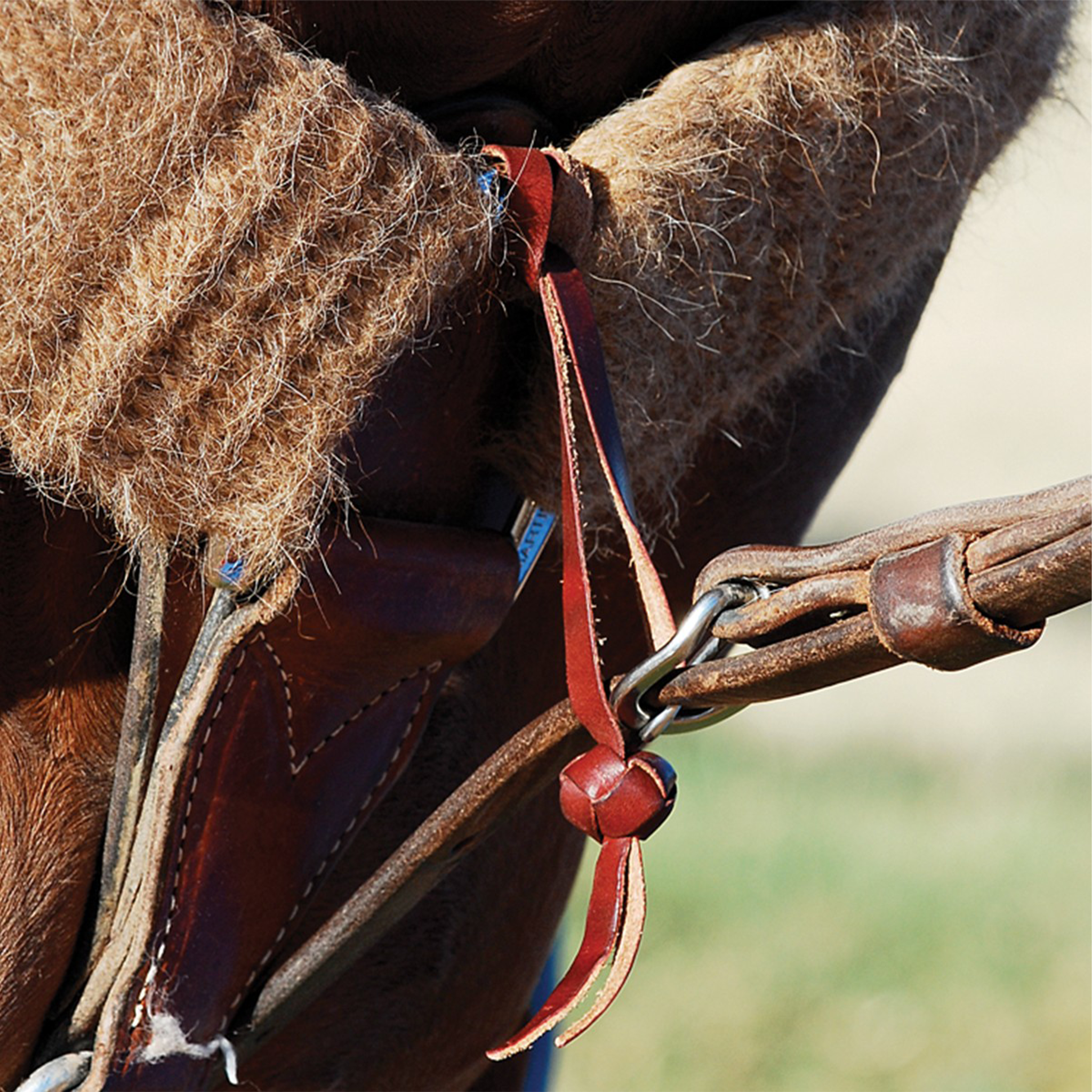 Tie-down hobble strap with a button knot hanging from a mohair cinch on a horse, seen up close. The leather hobble loops through the cinch ring and holds the tie-down strap.