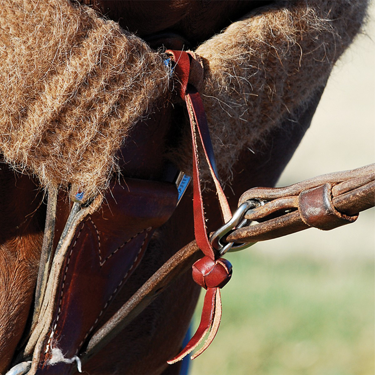 Tie-down hobble strap with a button knot hanging from a mohair cinch on a horse, seen up close. The leather hobble loops through the cinch ring and holds the tie-down strap.