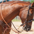 Sorrel horse with its head lowered, ridden in a Walt Woodard roping rein with tied snap ends. The harness leather rein snaps to the bit below a dark browband headstall and noseband.