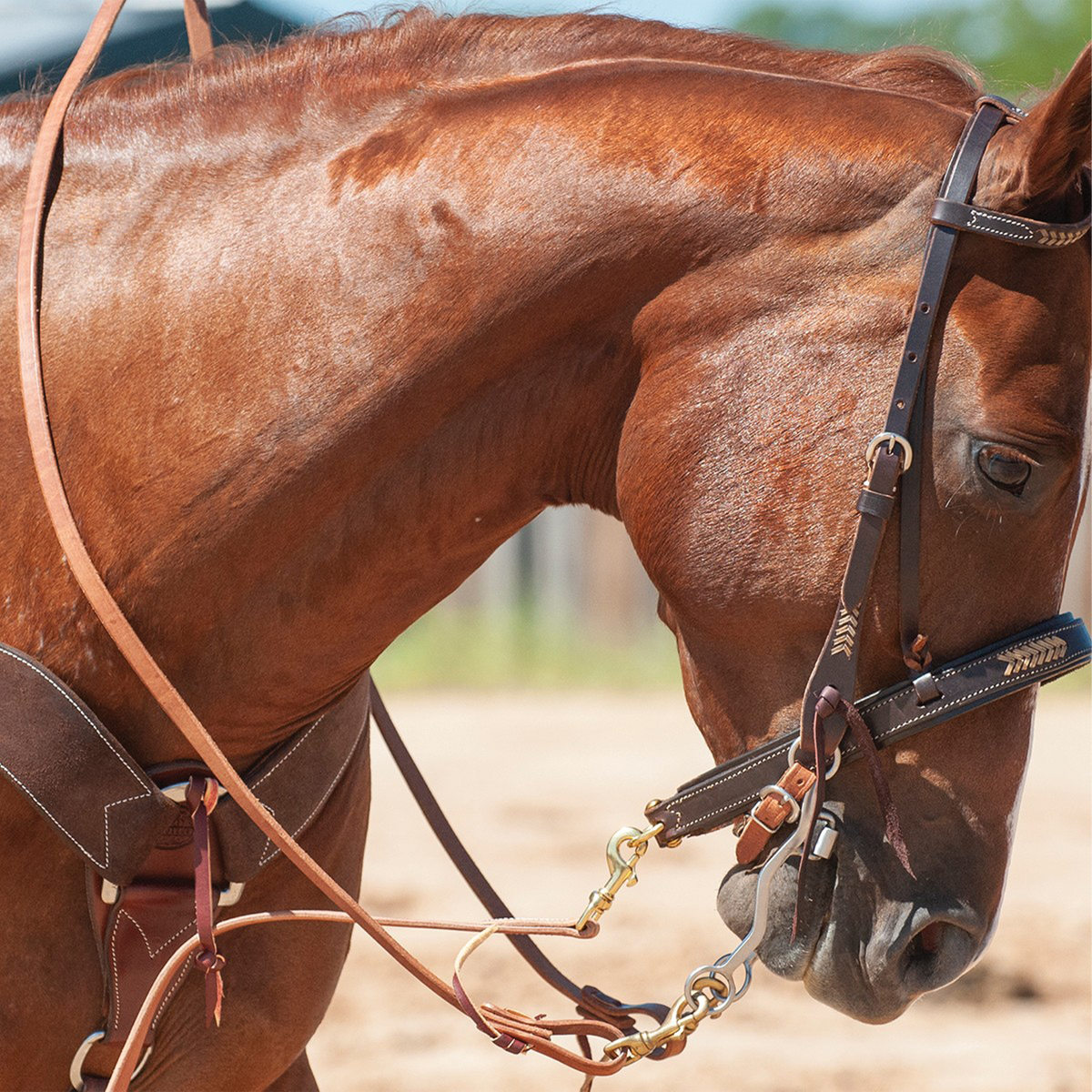 Sorrel horse with its head lowered, ridden in a Walt Woodard roping rein with tied snap ends. The harness leather rein snaps to the bit below a dark browband headstall and noseband.