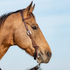 Martin Saddlery weathered antique slip ear headstall on a buckskin horse, seen in profile against the sky. Weave stamping shows on the ear piece and cheek, with a cart buckle beside the eye.