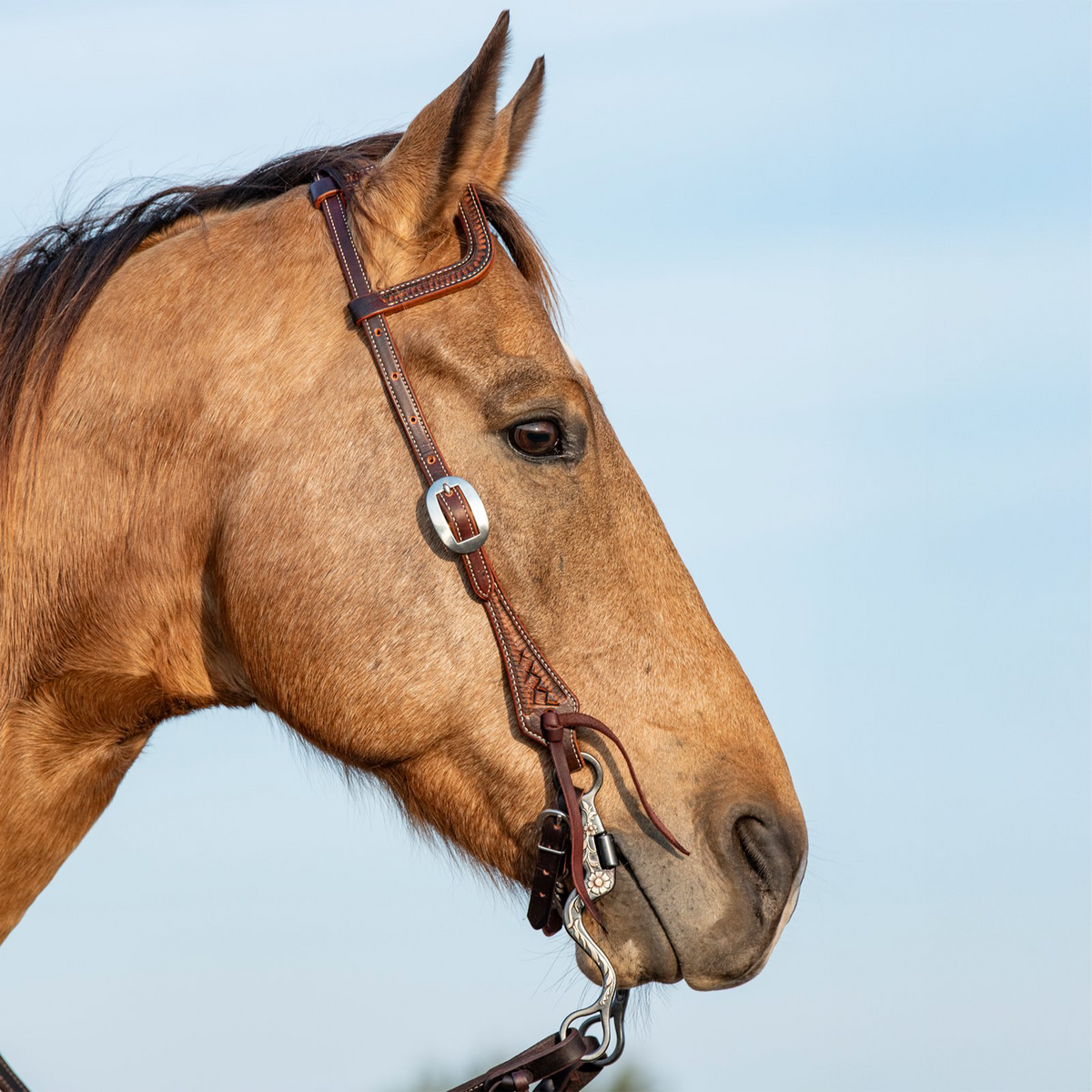 Martin Saddlery weathered antique slip ear headstall on a buckskin horse, seen in profile against the sky. Weave stamping shows on the ear piece and cheek, with a cart buckle beside the eye.