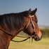 Bay horse in profile wearing a natural harness leather browband headstall in a pasture. The 1/2-inch stitched straps buckle at the cheek and tie to a snaffle bit.
